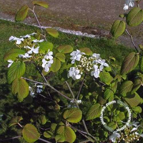 Afbeelding bij Sneeuwbal - Viburnum furcatum 