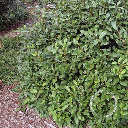 Afbeelding bij Sneeuwbal - Viburnum globosum &#039;Jermyns Globe&#039;