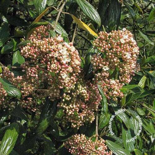 Afbeelding bij Sneeuwbal - Viburnum &#039;Pragense&#039; 
