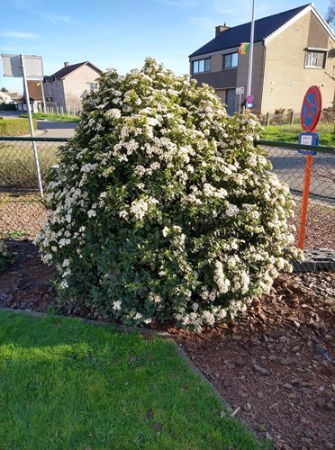 Afbeelding bij Sneeuwbal - Viburnum 'Pragense'