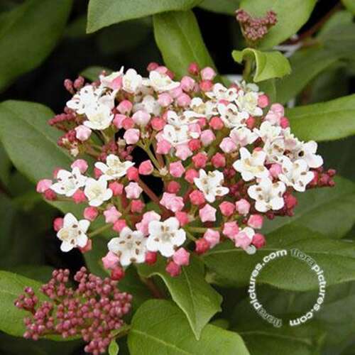 Afbeelding bij Sneeuwbal - Viburnum tinus &#039;Gwenllian&#039; 