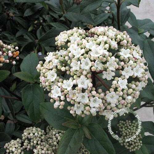 Afbeelding bij Sneeuwbal - Viburnum tinus &#039;Purpureum&#039; 