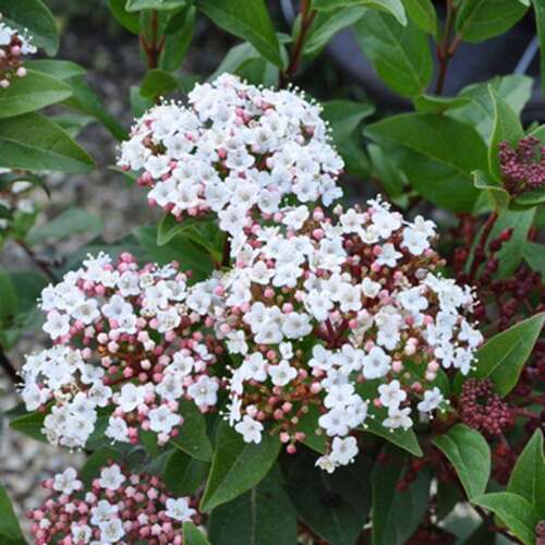 Afbeelding bij Sneeuwbal - Viburnum tinus &#039;Spirit&#039; 