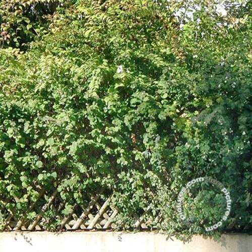 Afbeelding bij Sneeuwbes - Symphoricarpos albus var. laevigatus 