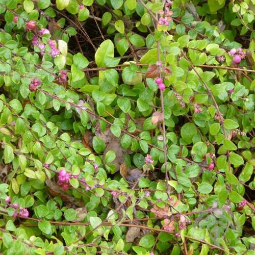 Afbeelding bij Sneeuwbes - Symphoricarpos chen. &#039;Hancock&#039;