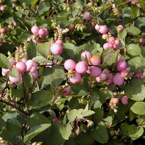 Afbeelding bij Sneeuwbes - Symphoricarpos d. 'Magic Berry'