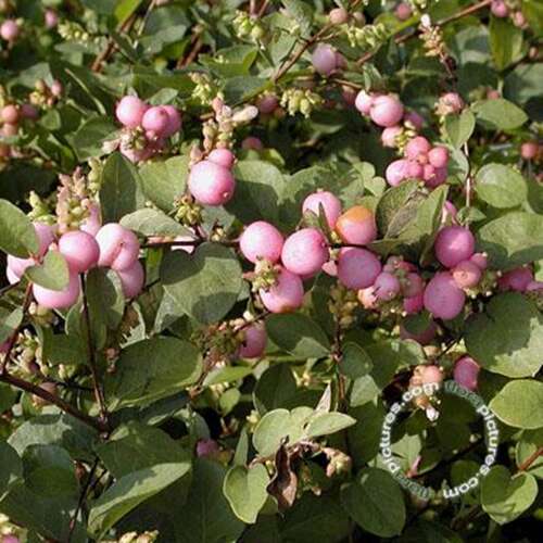 Afbeelding bij Sneeuwbes - Symphoricarpos d. 'Mother of Pearl'