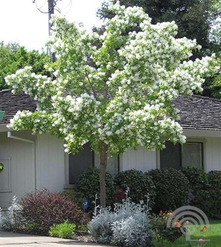 Afbeelding bij Sneeuwvlokkenboom - Chionanthus retusus
