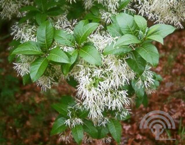 Afbeelding bij Sneeuwvlokkenboom - Chionanthus virginicus