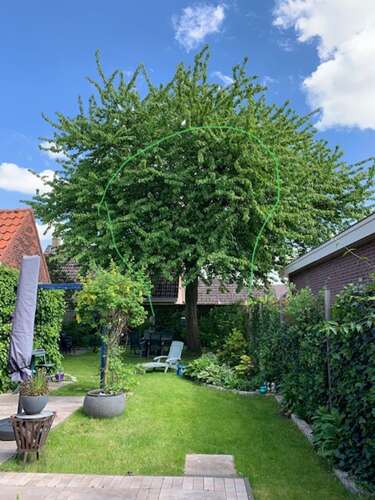 Afbeelding bij Snoeien van kersenbomen