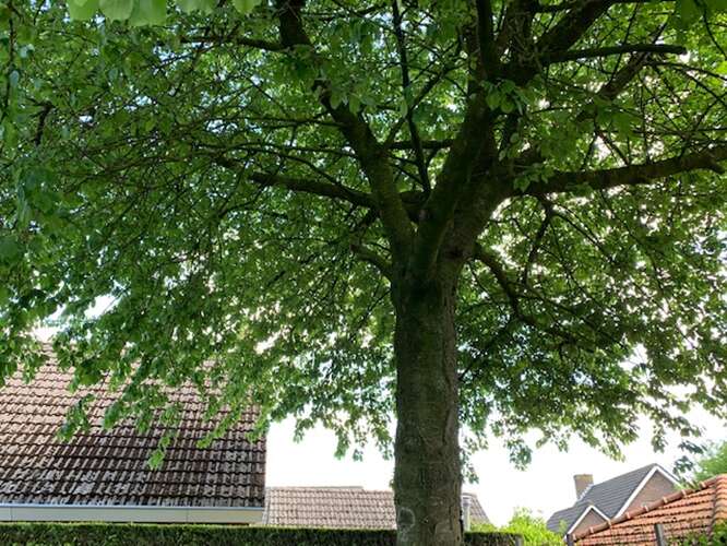 Snoeien van kersenbomen