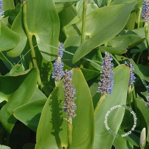 Afbeelding bij Snoekkruid - Moerashyacint  - Pontederia cordata