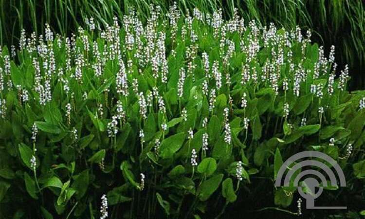 Afbeelding bij Snoekkruid - Moerashyacint - Pontederia cordata &#039;Alba&#039; 