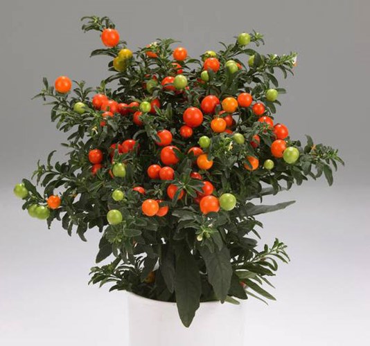 Afbeelding bij Solanum pseudocapsicum / Oranjeboompje, Koraalstruik of Jeruzalemkers