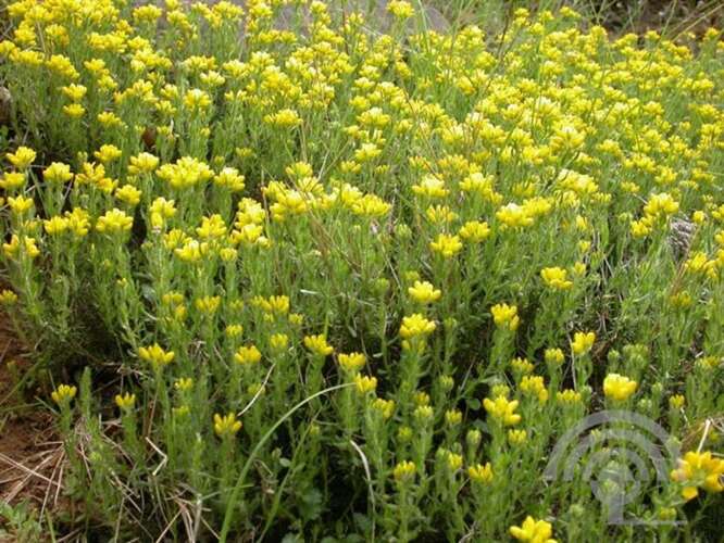 Afbeelding bij Spaanse brem - Genista hispanica 