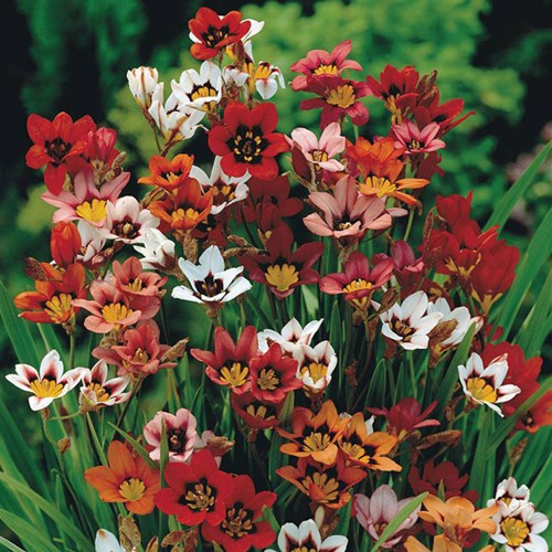 Afbeelding bij Sparaxis tricolor / Harlekijn bloem