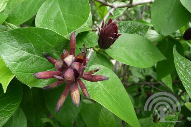 Afbeelding bij Specerijstruik - Calycanthus fertillis