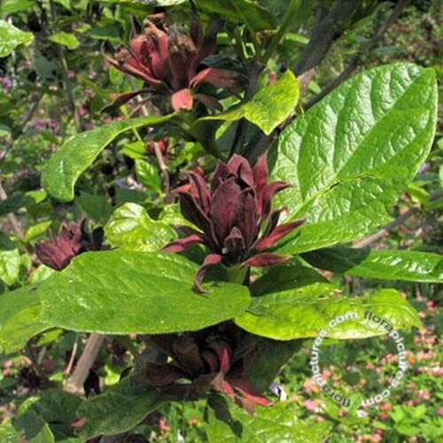 Afbeelding bij Specerijstruik - Calycanthus floridus 
