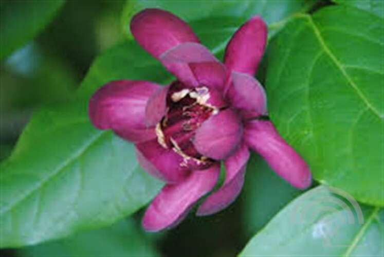 Afbeelding bij Specerijstruik - Calycanthus floridus &#039;Aphrodite&#039; 