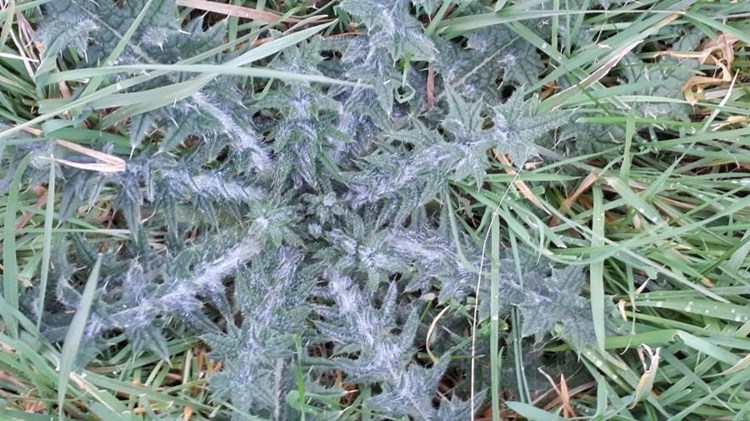 Afbeelding bij Speerdistel in toom houden