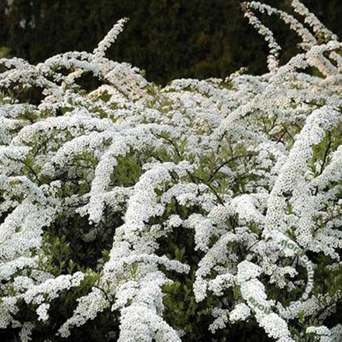 Afbeelding bij Spierstruik - Spiraea arguta 