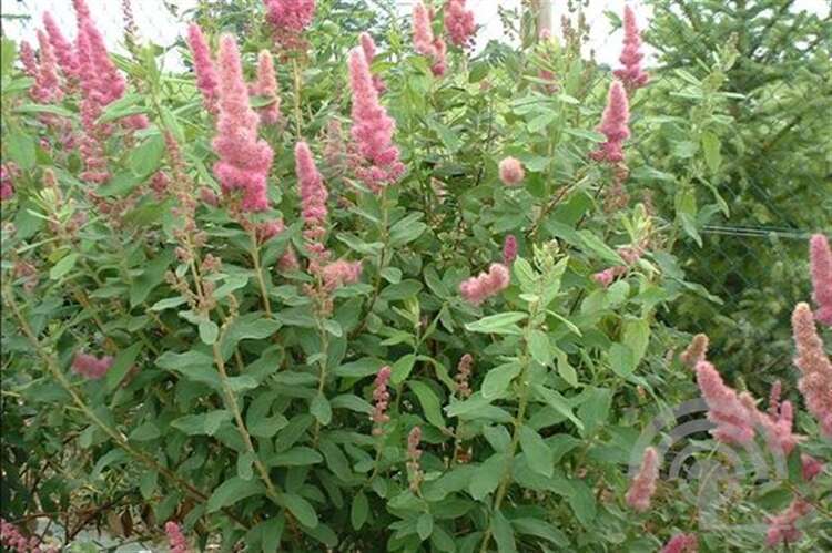 Afbeelding bij Spierstruik - Spiraea billiardii 