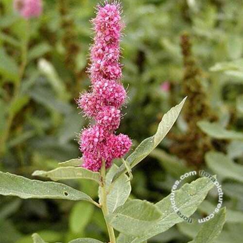 Afbeelding bij Spierstruik - Spiraea billiardii &#039;Triumphans&#039; 
