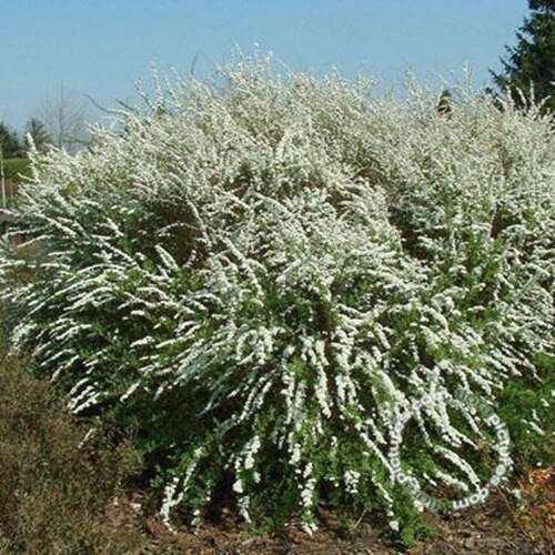 Afbeelding bij Spierstruik - Spiraea cinerea &#039;Grefsheim&#039; 