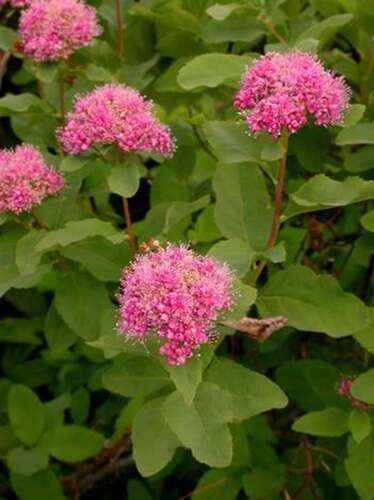 Afbeelding bij Spierstruik - Spiraea densiflora