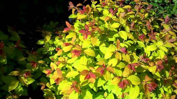 Afbeelding bij Spierstruik - Spiraea double play &#039;Big Bang&#039;