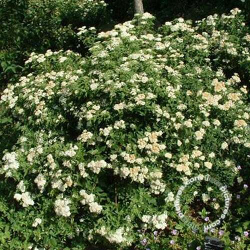 Afbeelding bij Spierstruik - Spiraea japonica &#039;Albiflora&#039; 