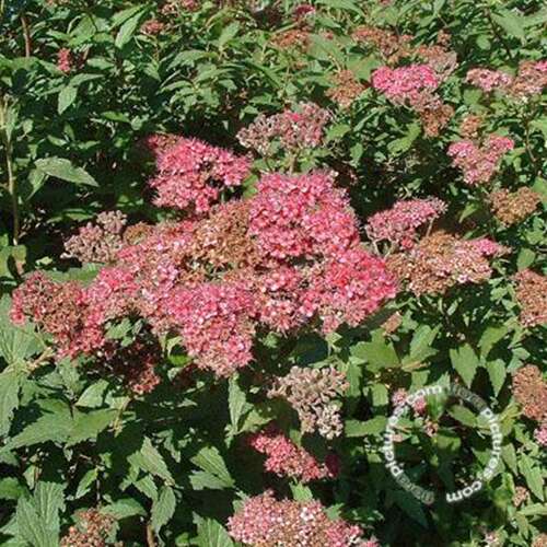 Afbeelding bij Spierstruik - Spiraea japonica 'Anthony Waterer'