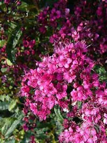 Afbeelding bij Spierstruik - Spiraea japonica &#039;Country Red&#039; 