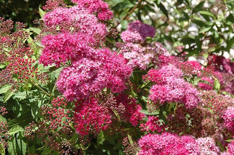 Afbeelding bij Spierstruik - Spiraea japonica &#039;Dart&#039;s Red&#039;