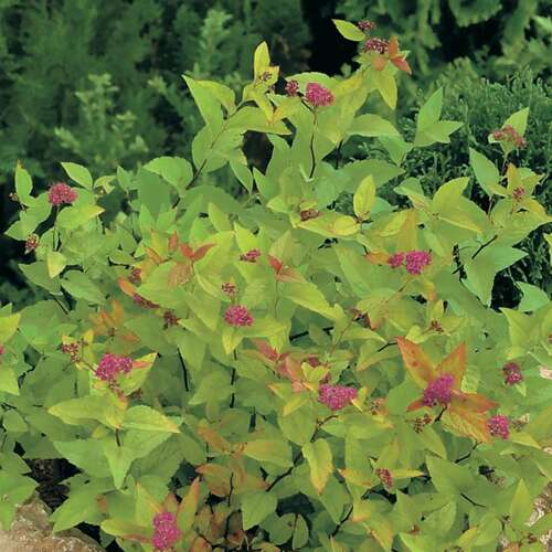 Afbeelding bij Spierstruik - Spiraea japonica &#039;Firelight&#039; 