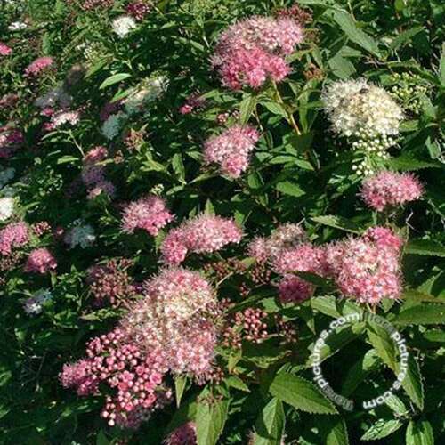 Afbeelding bij Spierstruik - Spiraea japonica &#039;Genpei&#039; 