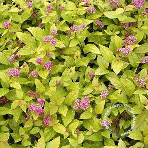 Afbeelding bij Spierstruik - Spiraea japonica 'Golden Princess'