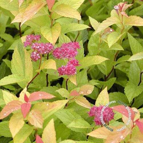 Afbeelding bij Spierstruik - Spiraea japonica &#039;Goldflame&#039; 