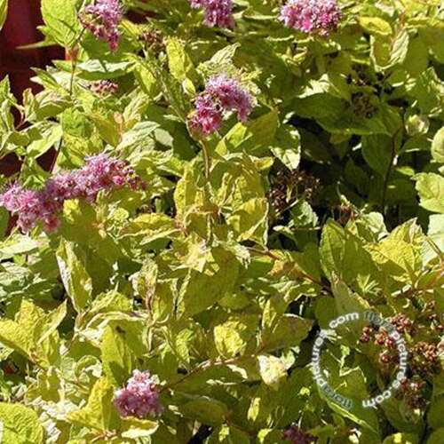 Afbeelding bij Spierstruik - Spiraea japonica &#039;Goldmound&#039;