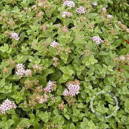 Afbeelding bij Spierstruik - Spiraea japonica &#039;Little Princess&#039; 