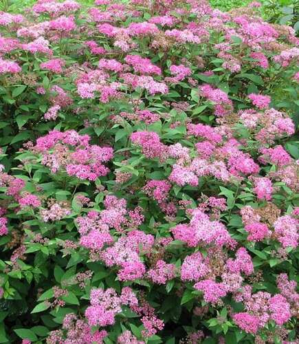 Afbeelding bij Spierstruik -  Spiraea japonica &#039;Manon&#039; 