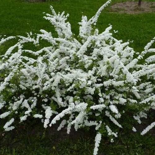 Afbeelding bij Spierstruik - Spiraea nipp. &#039;Snowmound&#039; 