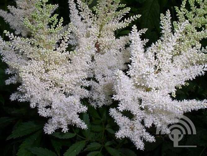 Afbeelding bij  Spirea - Astilbe - (A) - &#039;Weiße Gloria&#039;