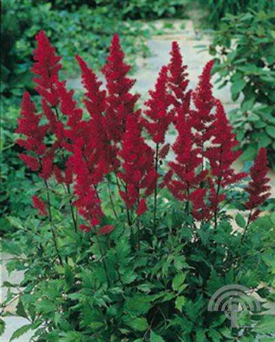 Afbeelding bij Spirea - Astilbe 'Glut'