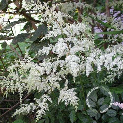 Afbeelding bij Spirea - Astilbe (J) &#039;Deutschland&#039;