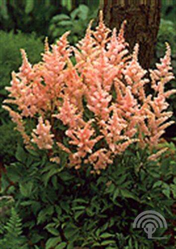 Afbeelding bij Spirea - Astilbe (J) &#039;Peach Blossom&#039;