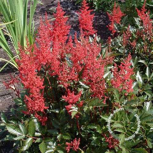 Afbeelding bij Spirea - Astilbe (J) 'Red Sentinel' 