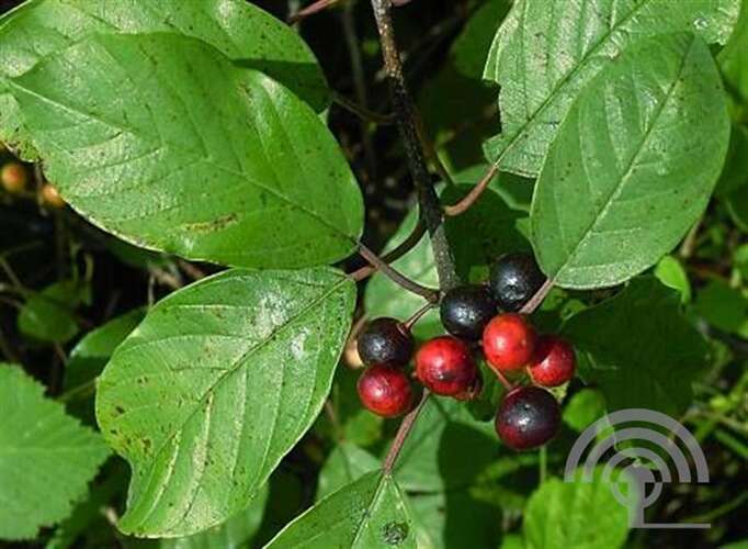Afbeelding bij Sporkehout - Frangula alnus