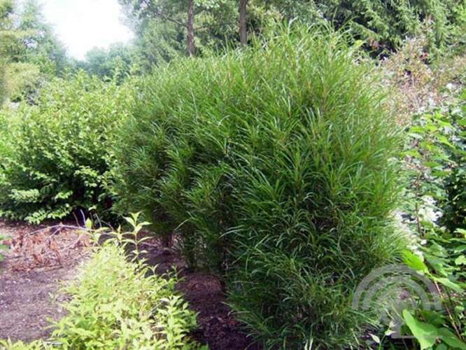 Afbeelding bij Sporkehout - Frangula asplenifolia &#039;Fine Line&#039; 