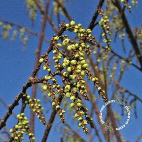 Afbeelding bij Staartaar - Stachyurus praecox 